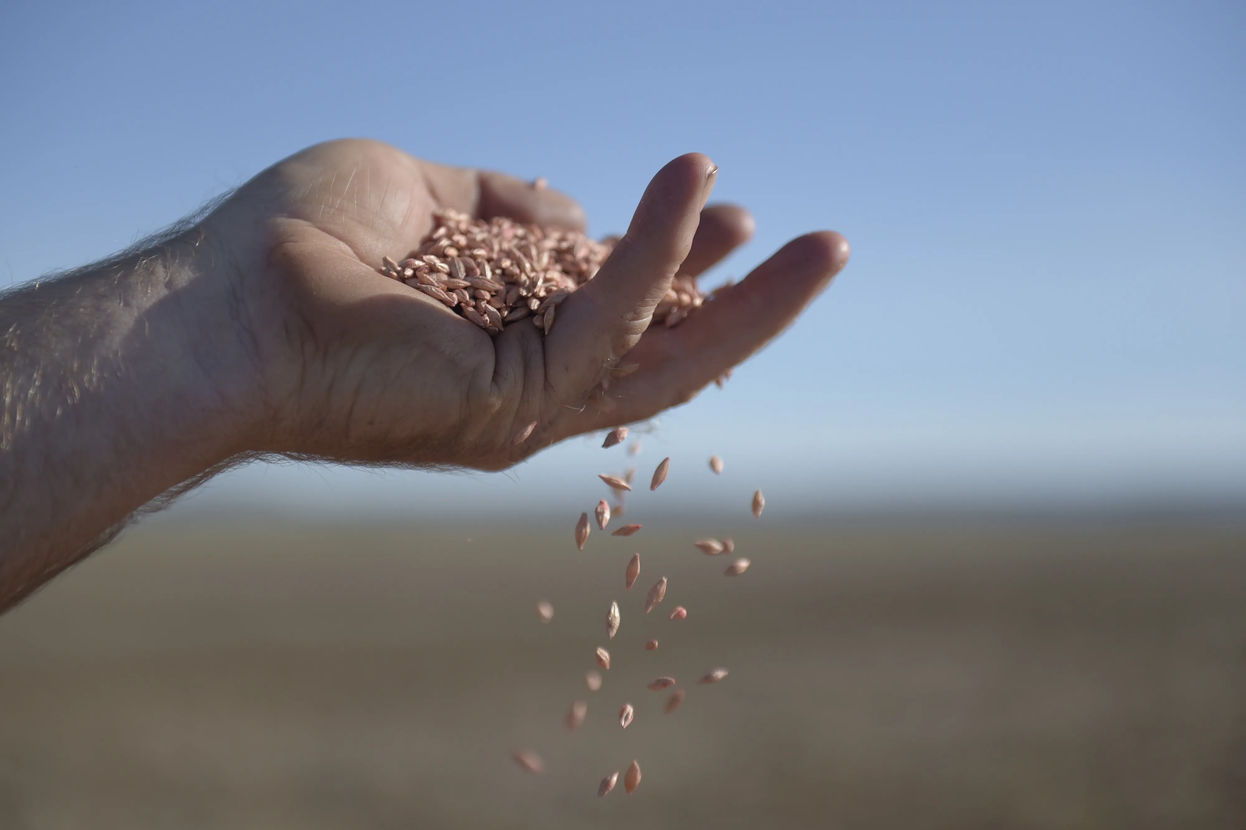 Sowing of Barley in Victoria As China Slaps Duties on Australia's Crop