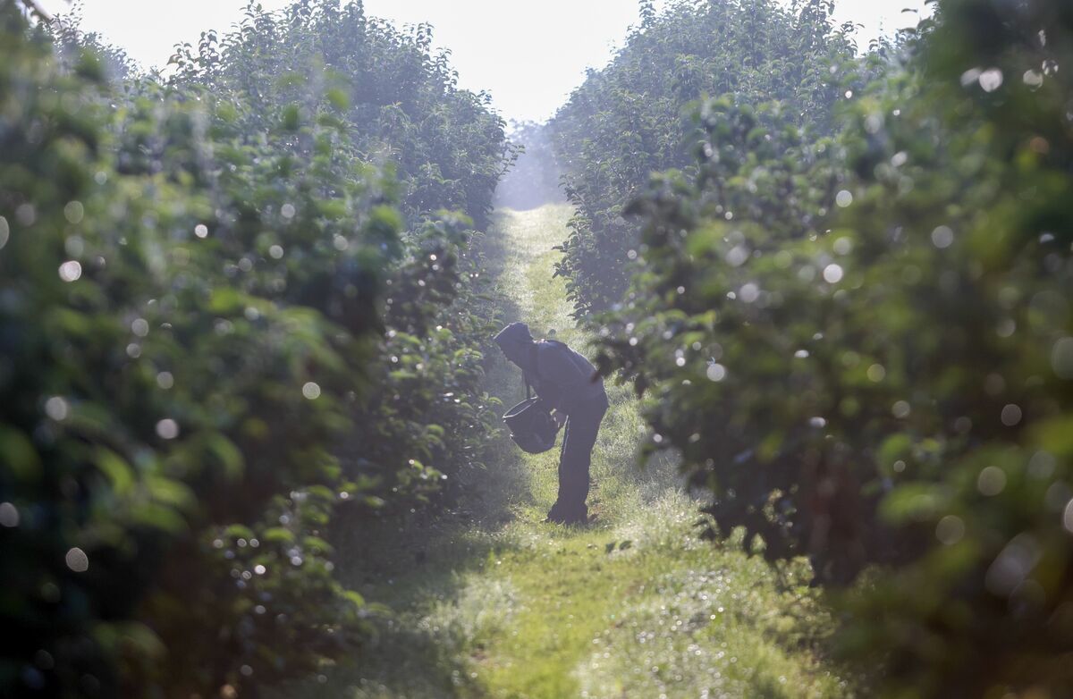 Apple Harvest As Fruit Farms Face Worker Shortage