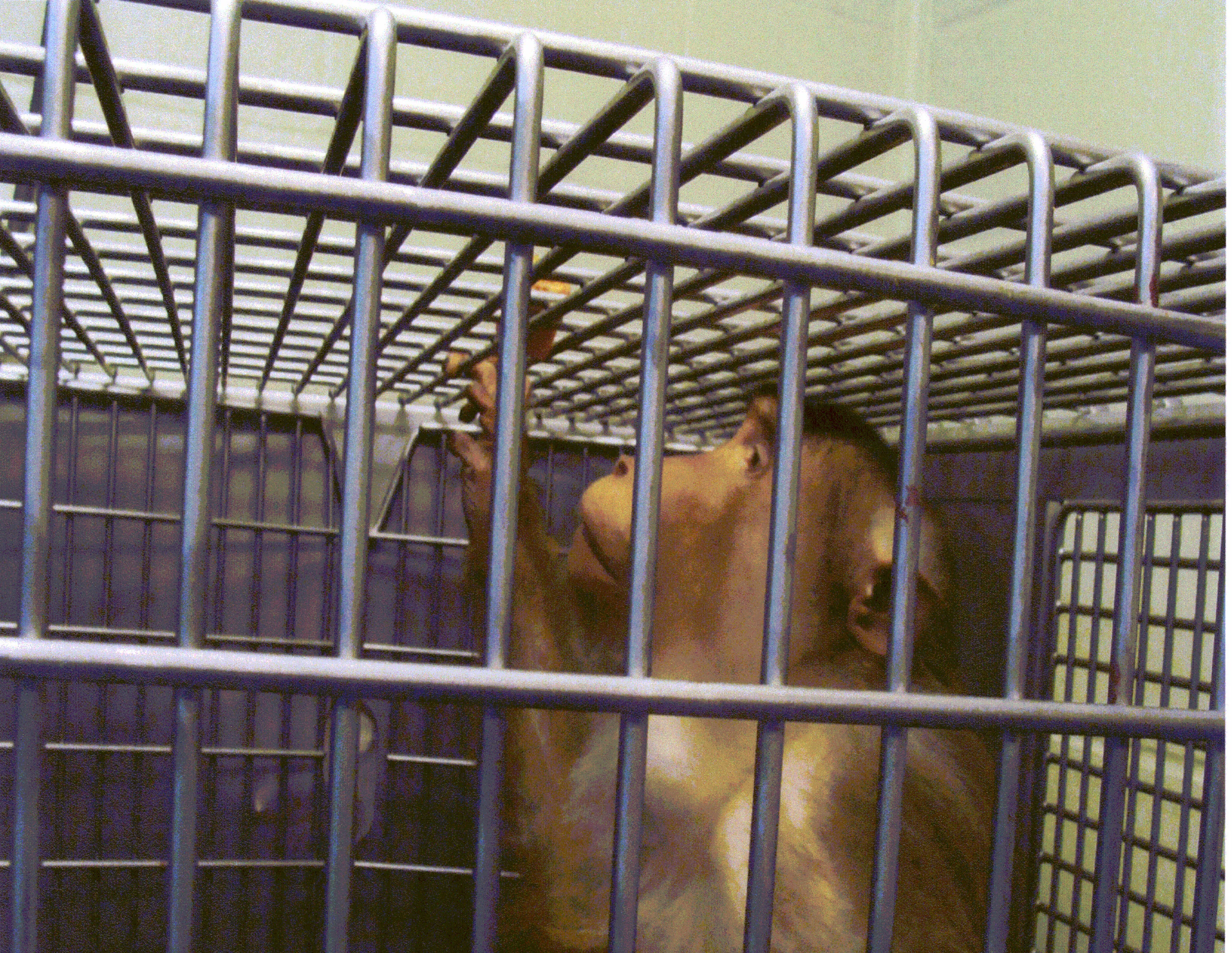 A monkey housed at the University of Washington, a photo obtained as part of a 2011 public record request.
