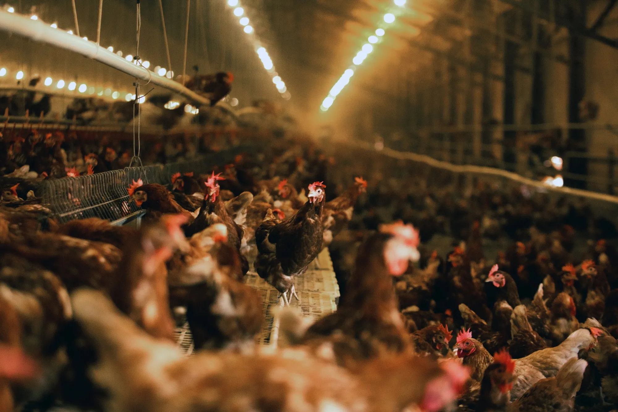 Chickens at a farm&nbsp;in Gonzales, Texas.