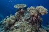 Tubbataha, Philippines coral reef