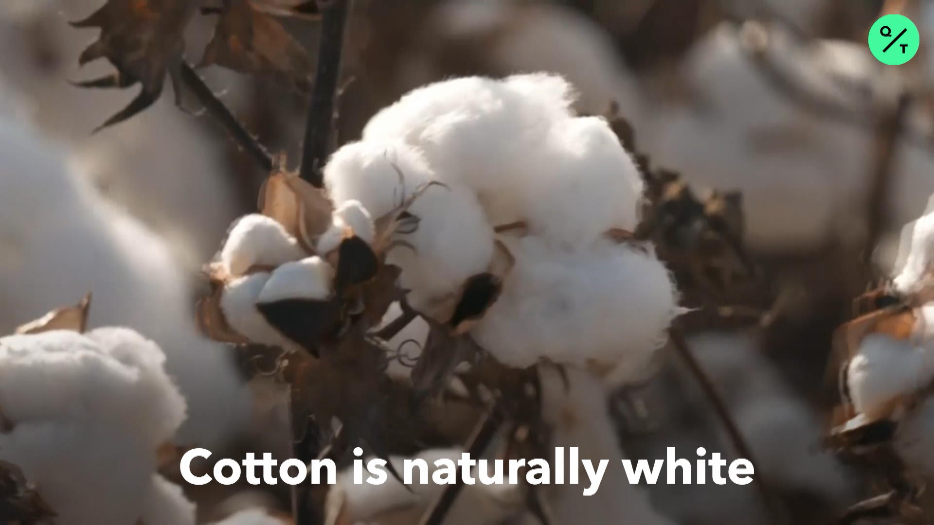 Scientists Grow Colored Cotton