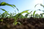 Young sorghum plants.