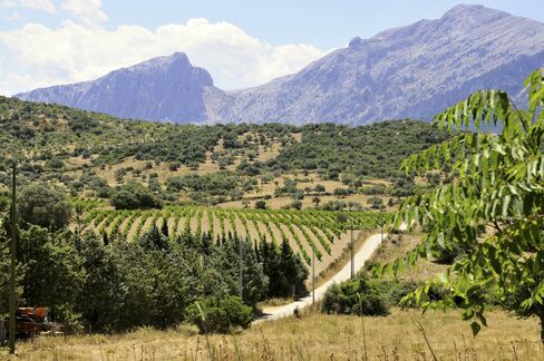 A vineyard in the rolling hills of Sardinia