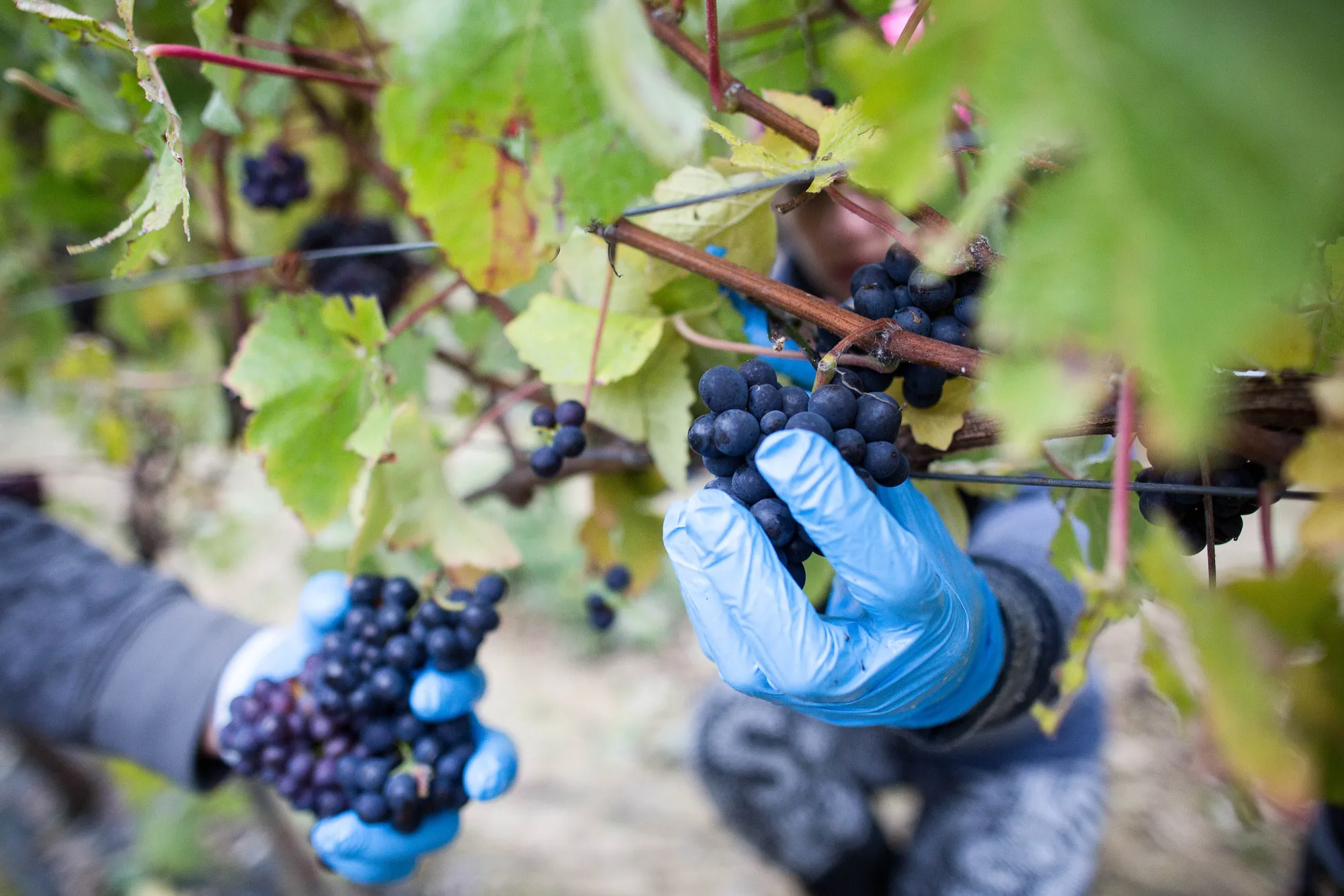 Workers pick Pinot Meunier grapes from a vineyard&nbsp;in Sussex, U.K.