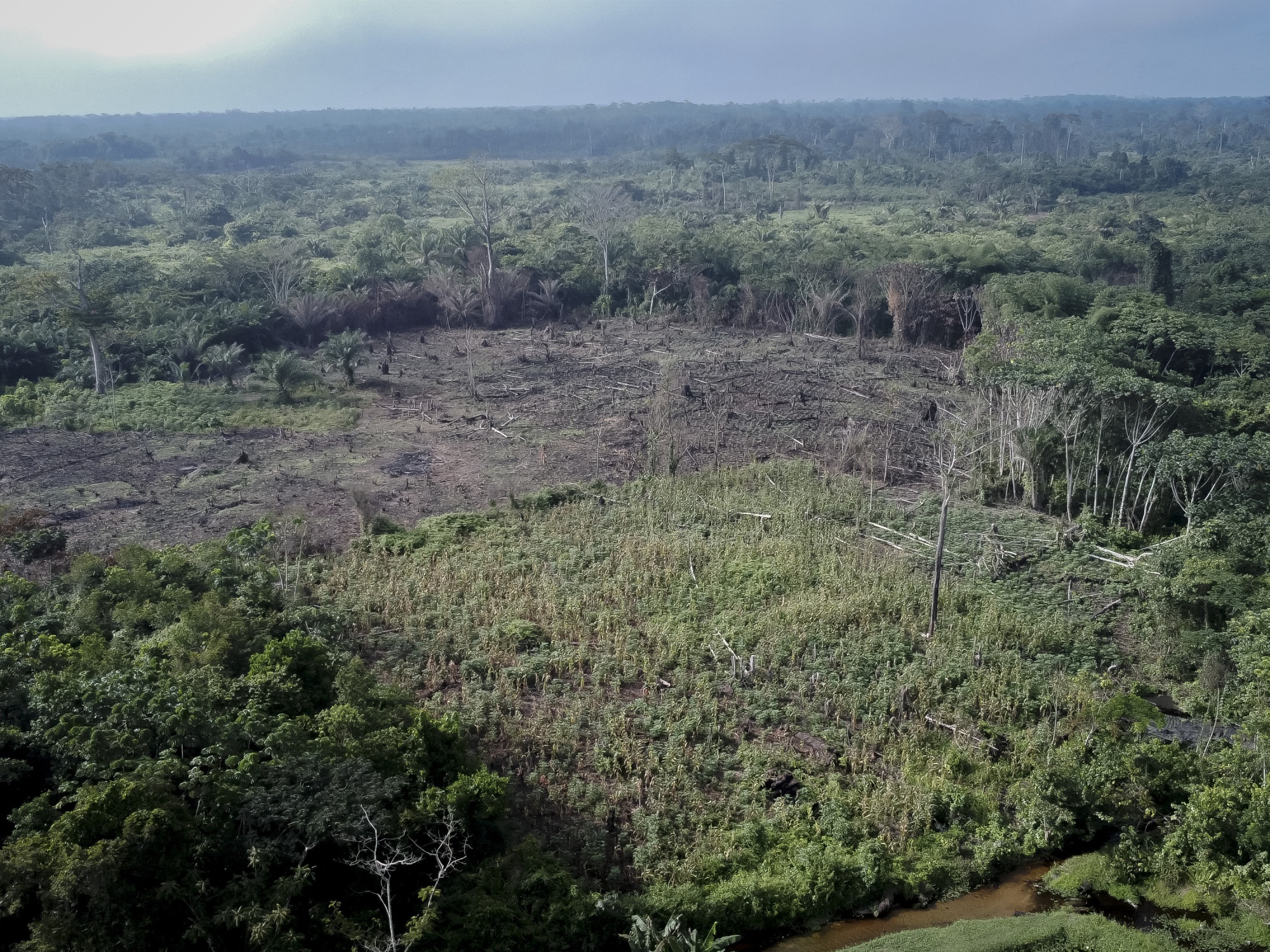 Governments are gathering to talk about the  rainforest. Why is it so  important to protect?