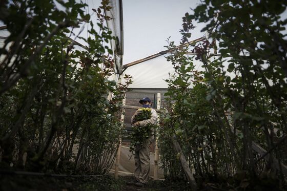 Colombia Flower Growers Recover After Trashing Millions of Roses