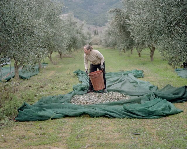 Woman standing in an olive grove with a bucket and a net full of olive branches