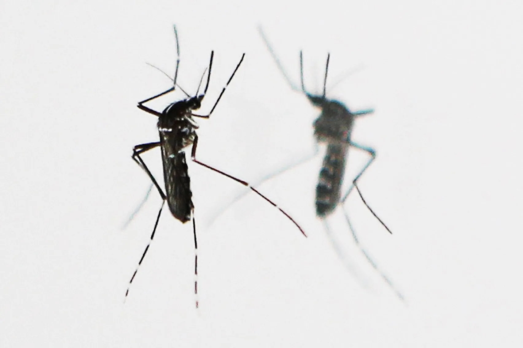 An Aedes&nbsp;mosquito&nbsp;— the primary vectors of chikungunya.&nbsp;
