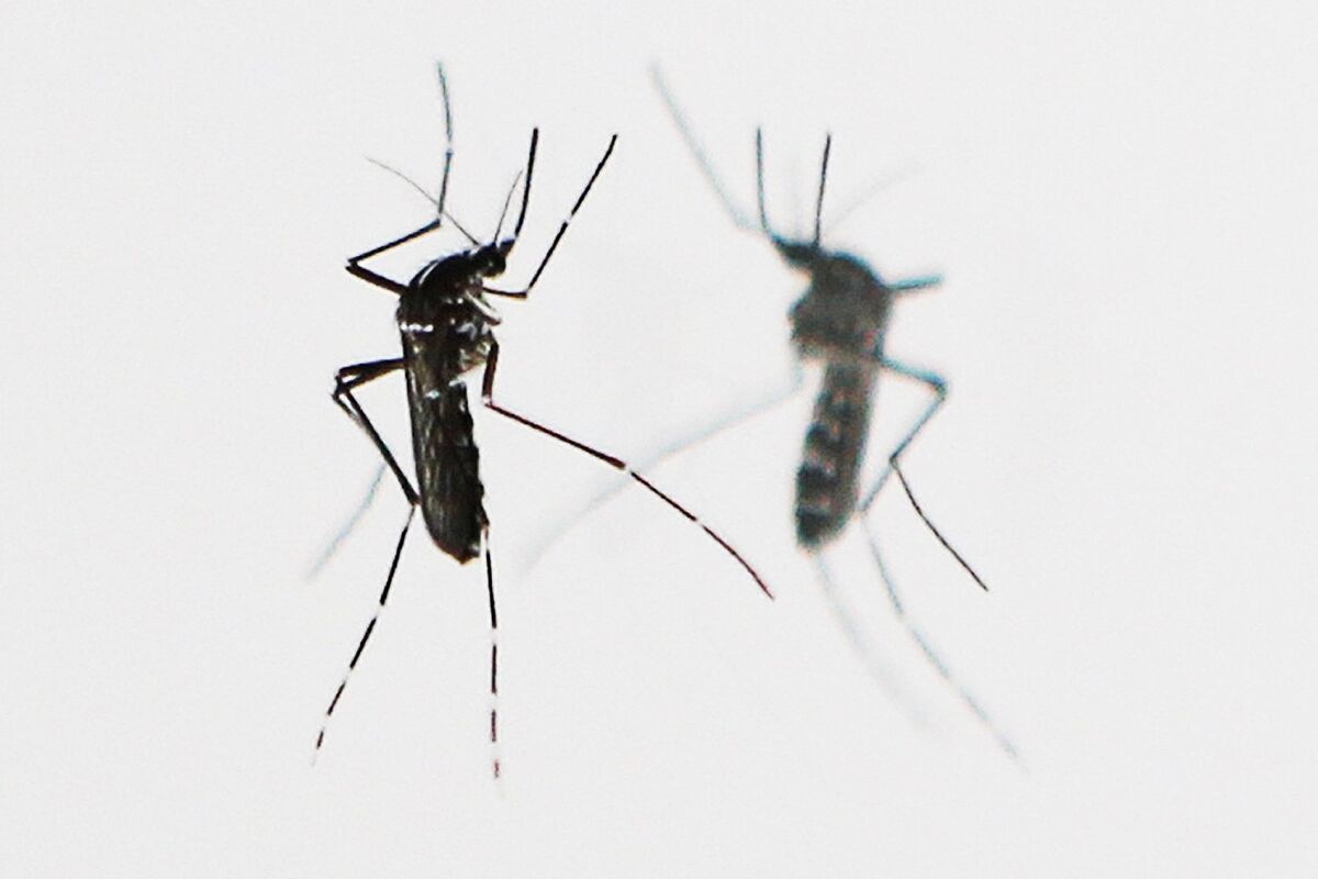 Chinese Officials Expand Mosquito Control Across Guangdong Amid Chikungunya Outbreak