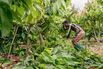 Cocoa Crunch Isn’t Over Yet as Top Growers Struggle With Supply