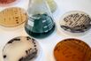 Using Bacteria to Dye Fabric Cuts Fashion Waste