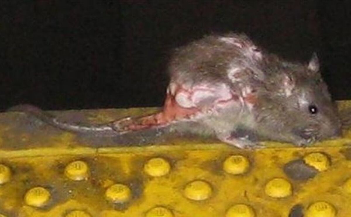 Gross Picture of the Day: New York City's Ugliest Rat.