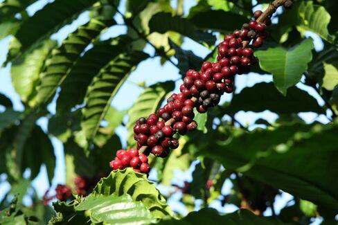 Coffee Harvest in Vietnam to Tumble From Record on Dry Weather