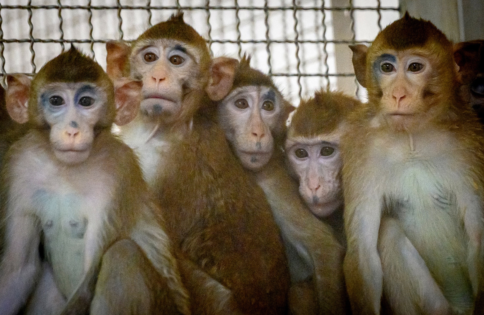 America has a shortage of lab monkeys