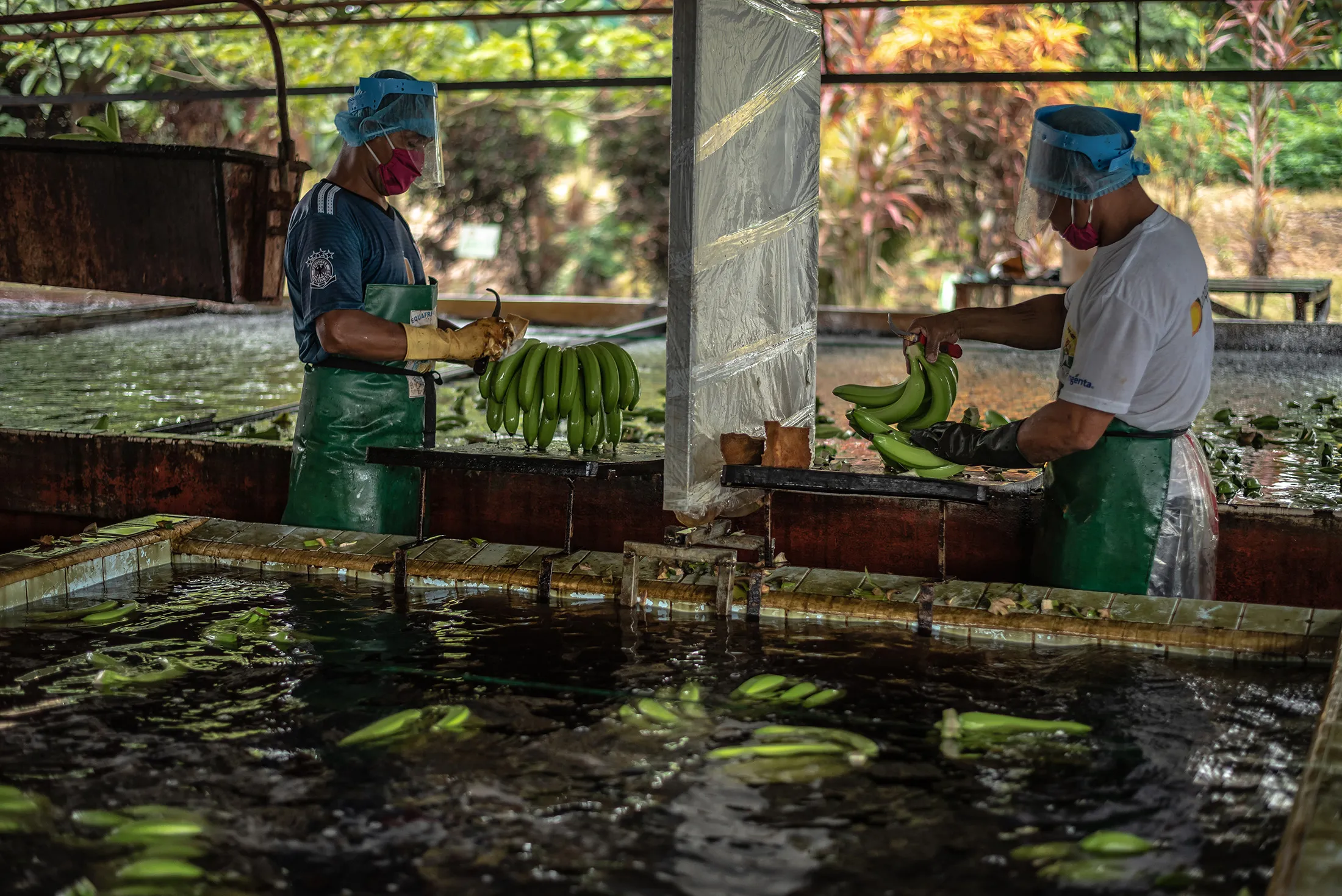 Workers wash the latex off harvested bananas on a plantation in Milagro, Ecuador, on Wednesday, May 13.