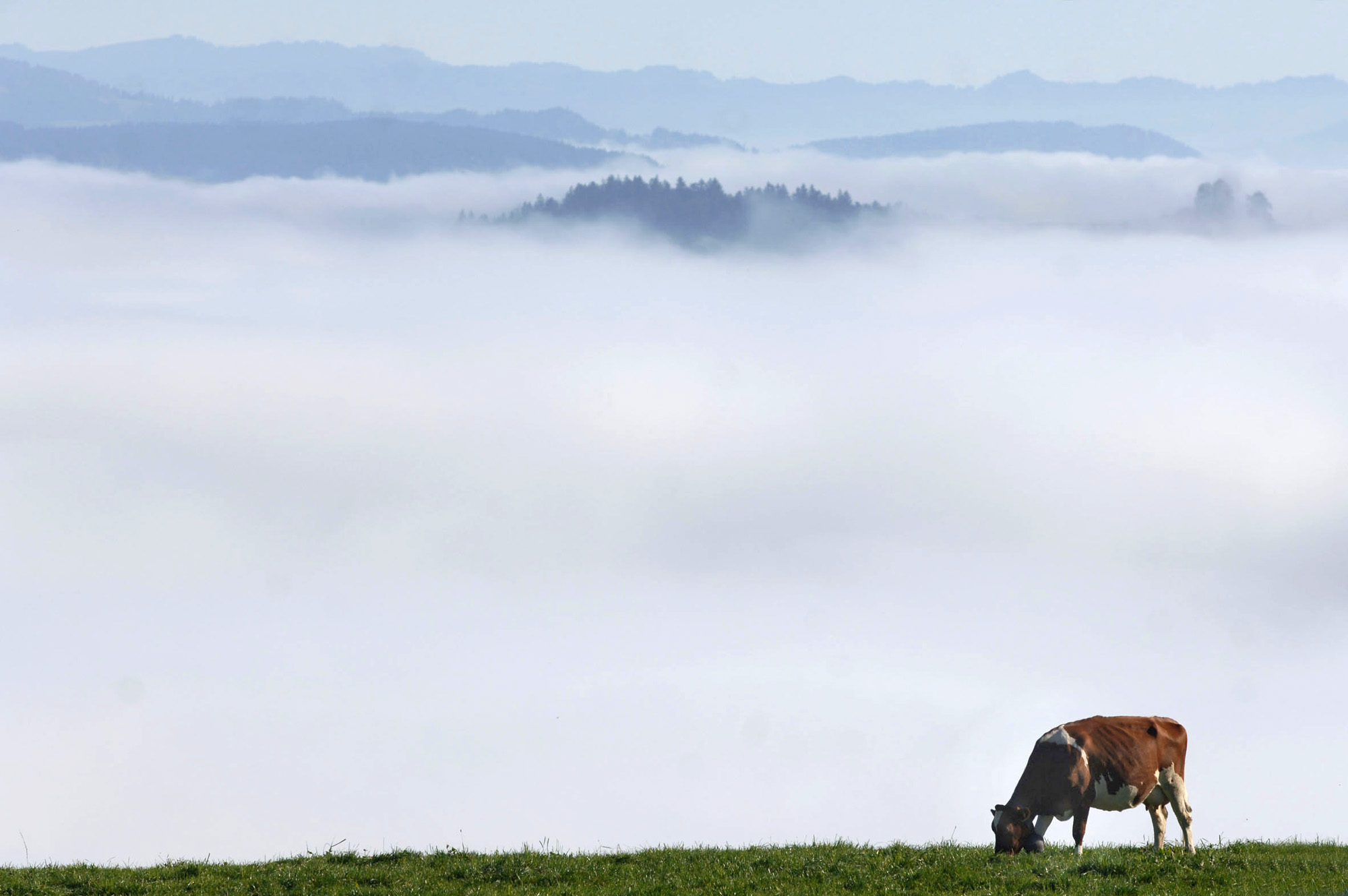 Image associated with story "Swiss Army Airlifts Water to Alpine Farms Parched by Drought"