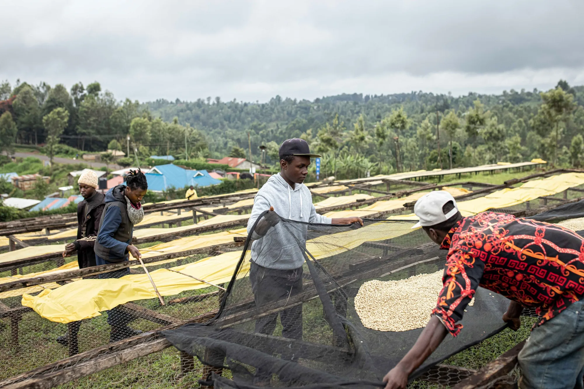 Farmers adjust a nylon sheet containing coffee beans on a raised drying bed at a farming cooperative in Kiambu County, Kenya.