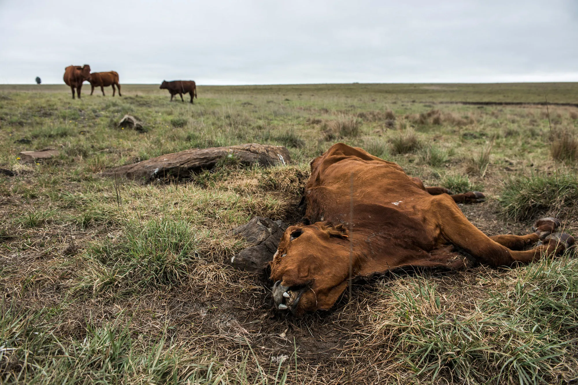 Animal farm crypto price (71) foto