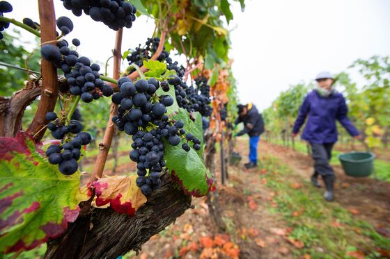 Climate Change Hits Germany, and Winemakers Couldn’t Be Happier