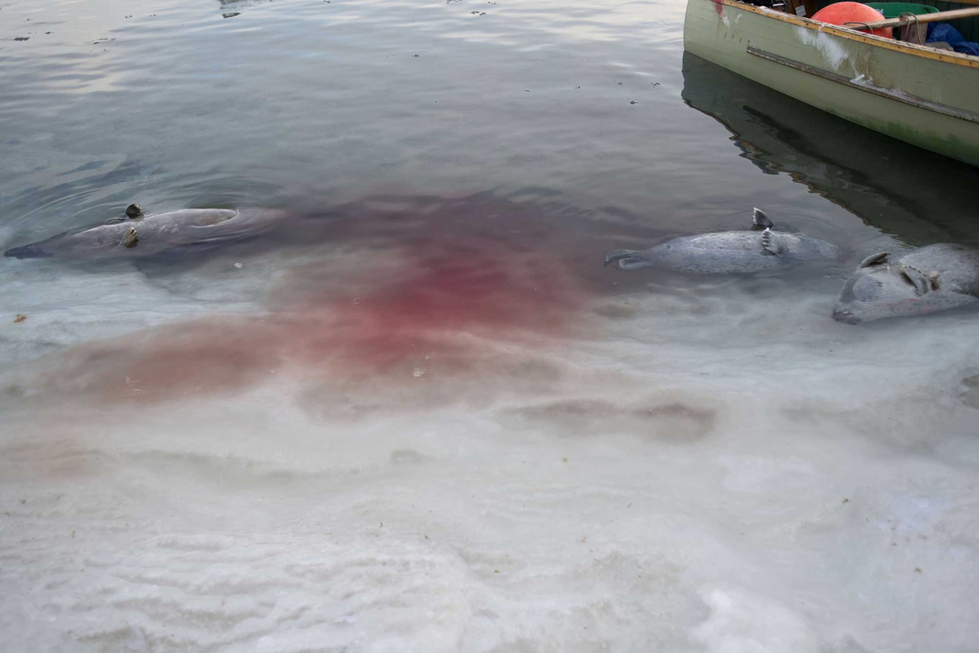 Seals floating in water clouded by blood, next to a boat after a hunt in the Inuit hamlet of Clyde River, Nunavut, Canada, in 2016.