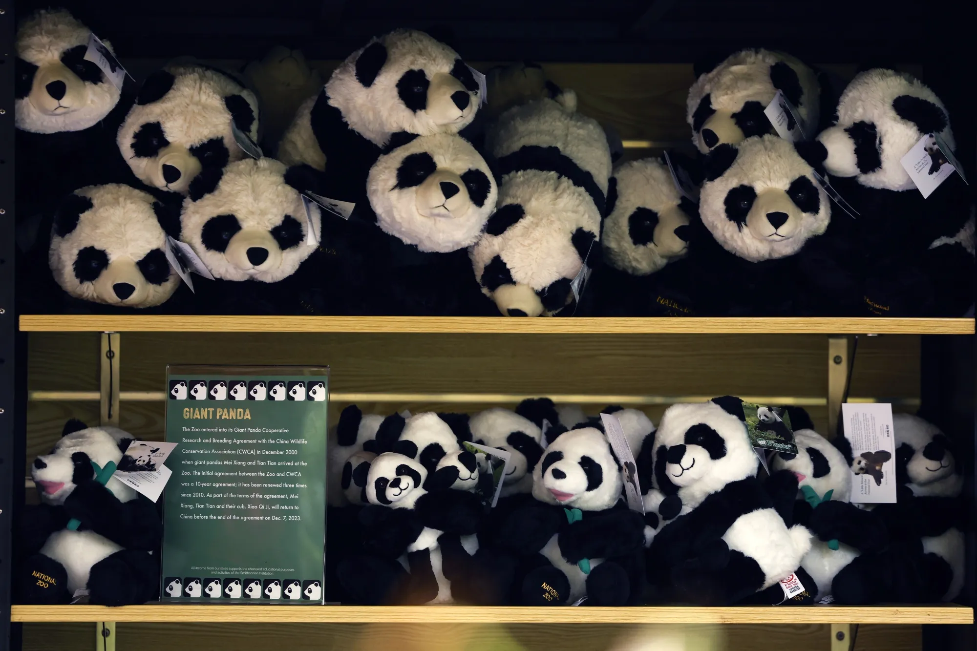 Stuffed giant panda toys sit on a shelf for sale during a 'Panda Palooza' event at the Smithsonian National Zoo in Washington DC on Sept. 23.