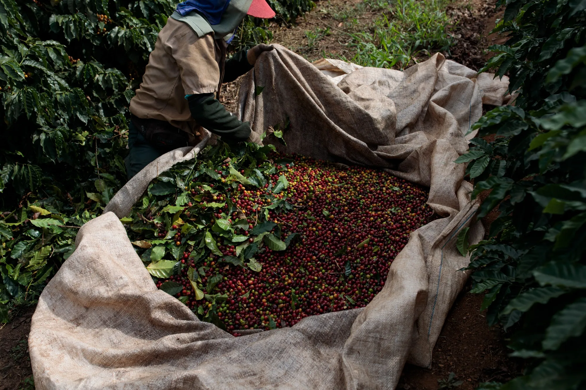 A worker separates coffee cherries during harvest&nbsp;in Minas Gerais state, Brazil, in 2021.