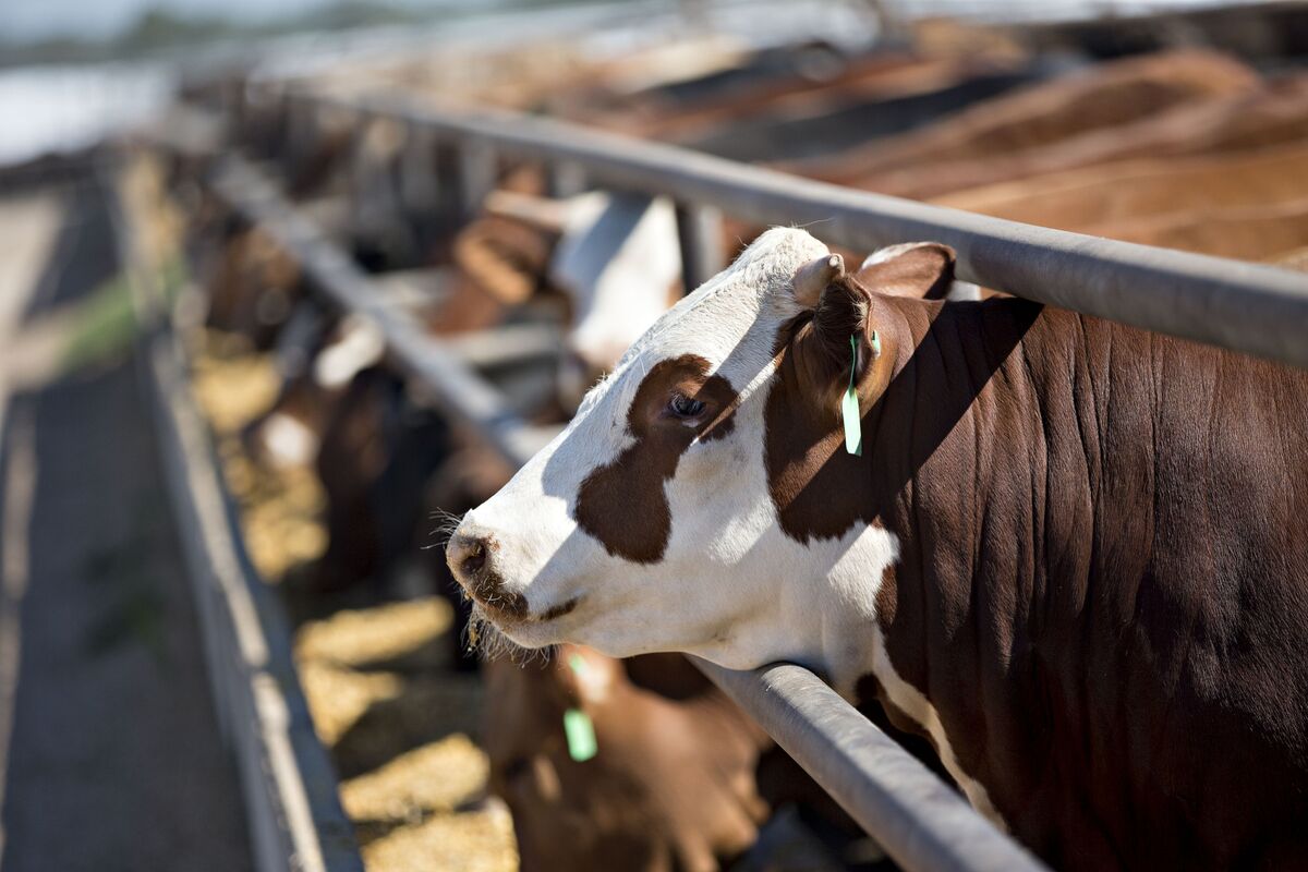 US Beef Prices to Stay High as Cattle Herd Shrinks to 73-Year Low -  Bloomberg