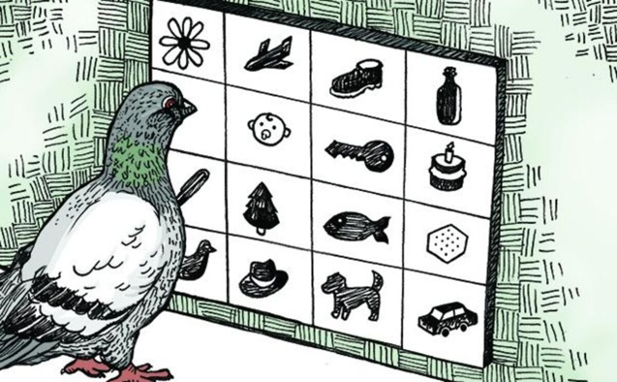 What Scientists Are Learning From Video Game-Playing Pigeons - Bloomberg