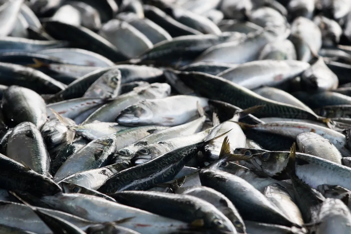 Inside The Busan Cooperative Fish Market And Auction Ahead Of CPI Figures