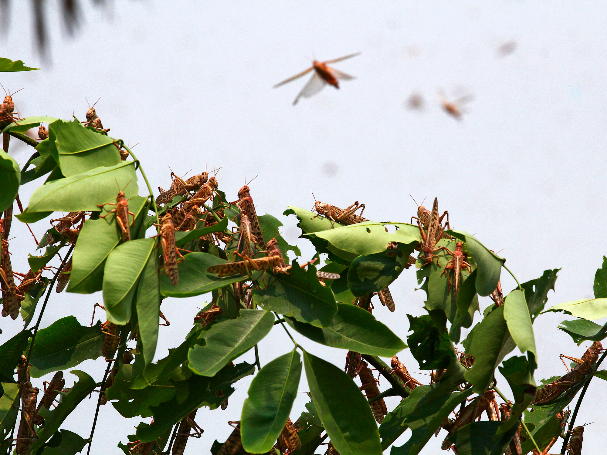 Locust Swarm Enters India's Sugar Cane Region - Bloomberg