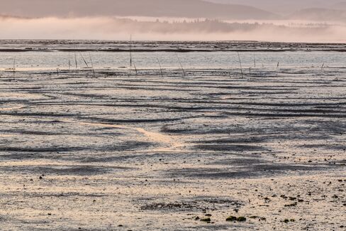 The tide flats of Willapa Bay