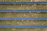 How Sheep Keep Solar Farms Out of the Shade