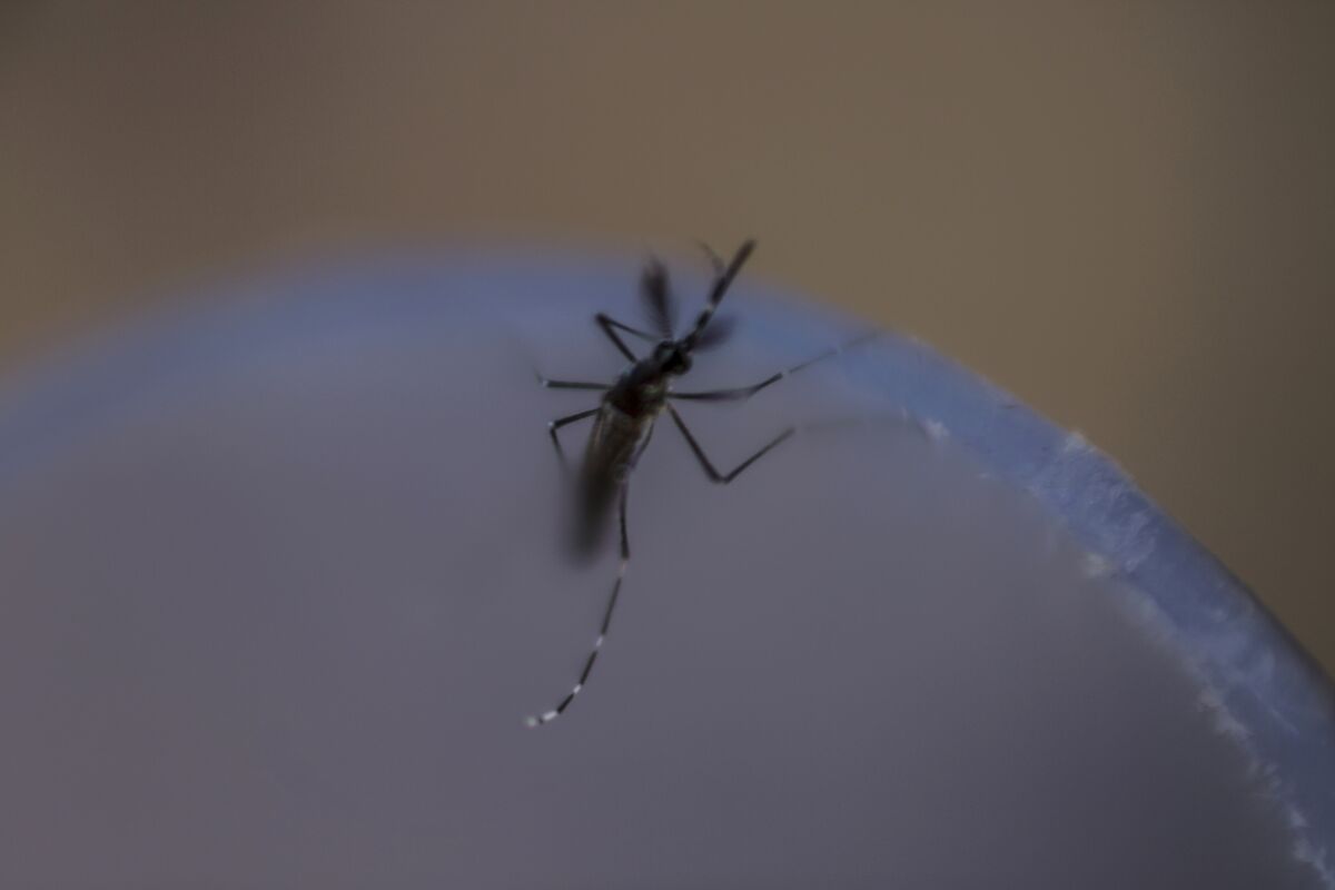 Rise in Chikungunya cases heightens urgency of vaccine development race