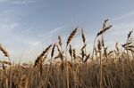 Winter wheat that is ready to harvest in Corn, Oklahoma, US, on Wednesday, June 15, 2022. Grain prices are mixed in Chicago as traders seek clarity on the outlook for Ukrainian agriculture exports and North American crop weather.