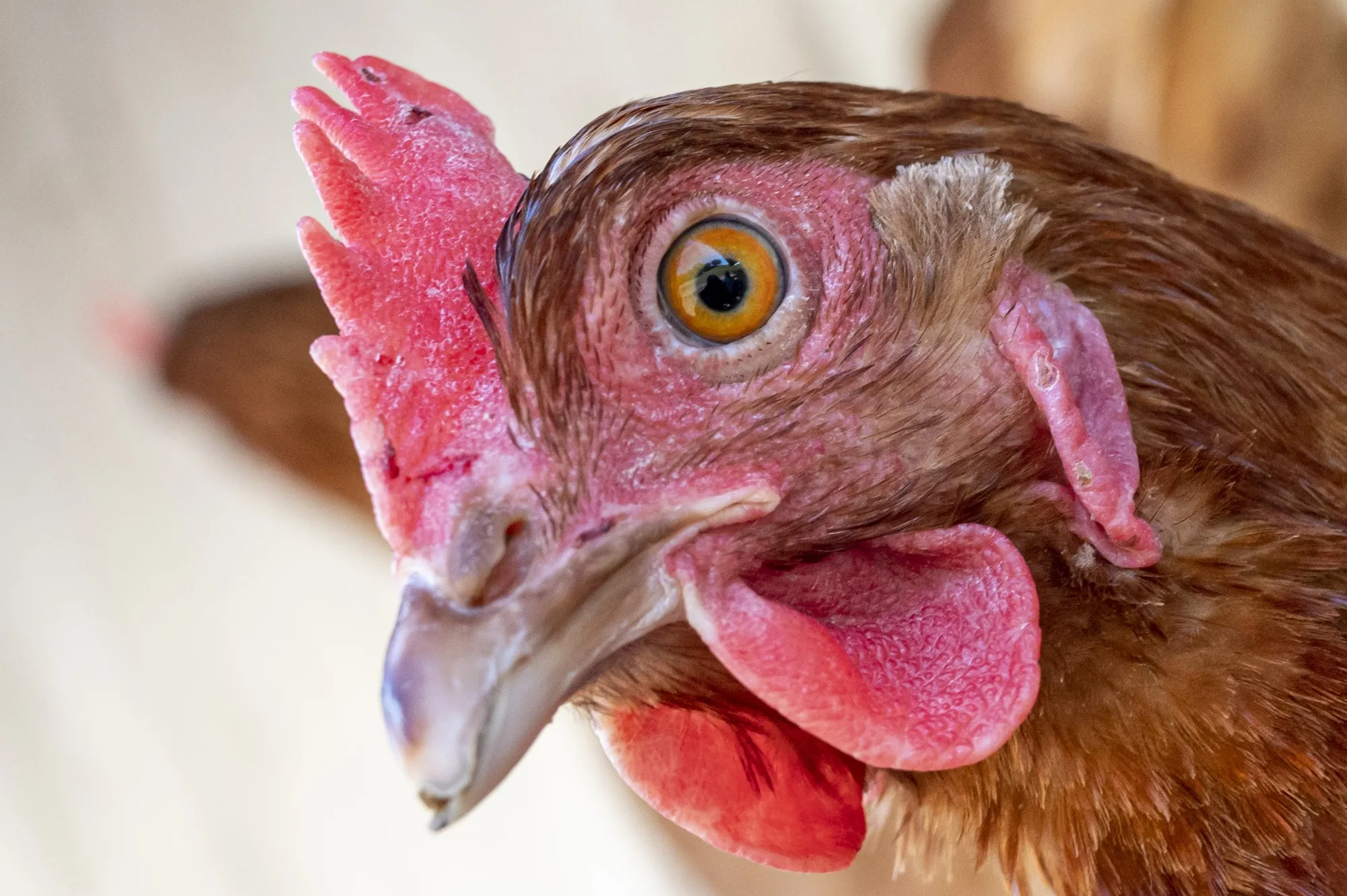For cluck’s sake.