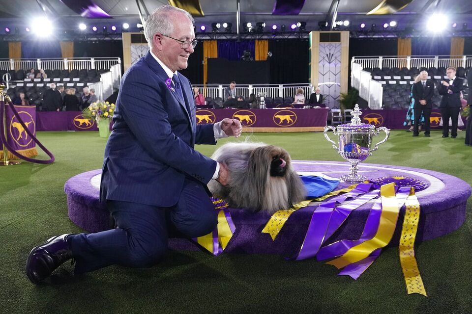 Westminster Dog Show Pekingese Named Wasabi Wins Best in Show Bloomberg