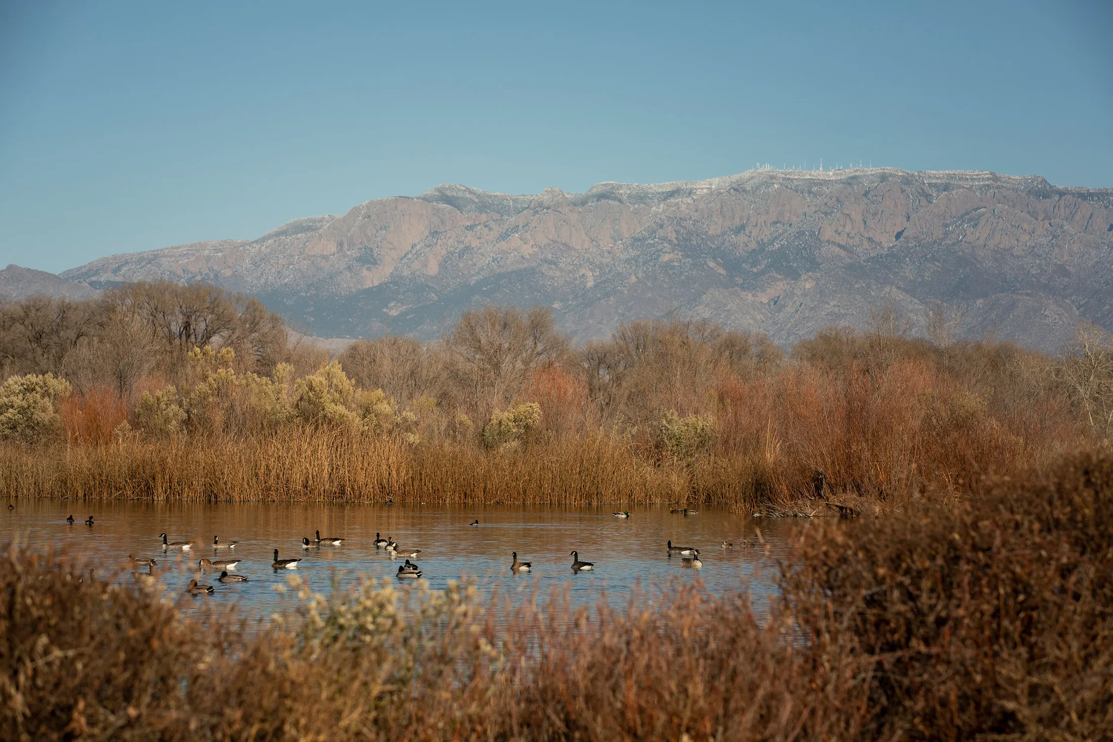 The Candelaria Wetlands at the Rio Grande Nature Center in Albuquerque, New Mexico.