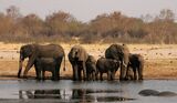 ZIMBABWE-WILDLIFE-ELEPHANTS-CONSERVATION-WATER