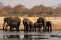 ZIMBABWE-WILDLIFE-ELEPHANTS-CONSERVATION-WATER