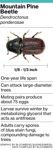 The Beetle That's Chewing Up America