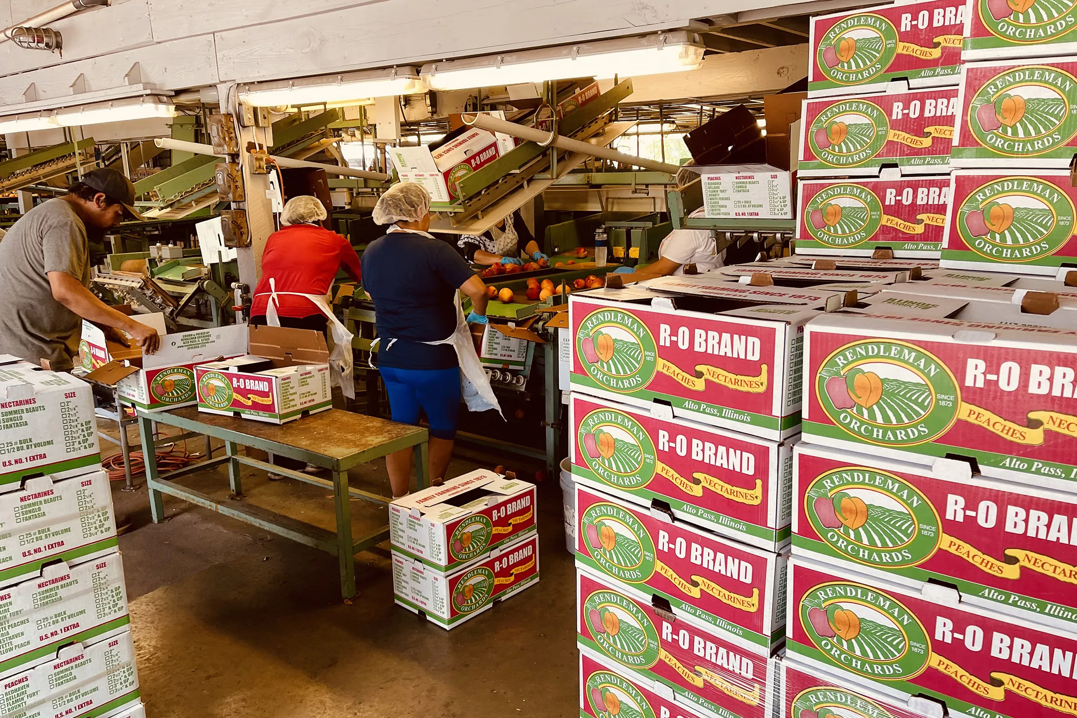 Workers at the Rendleman Orchards packing facility in Alto Pass, Illinois.