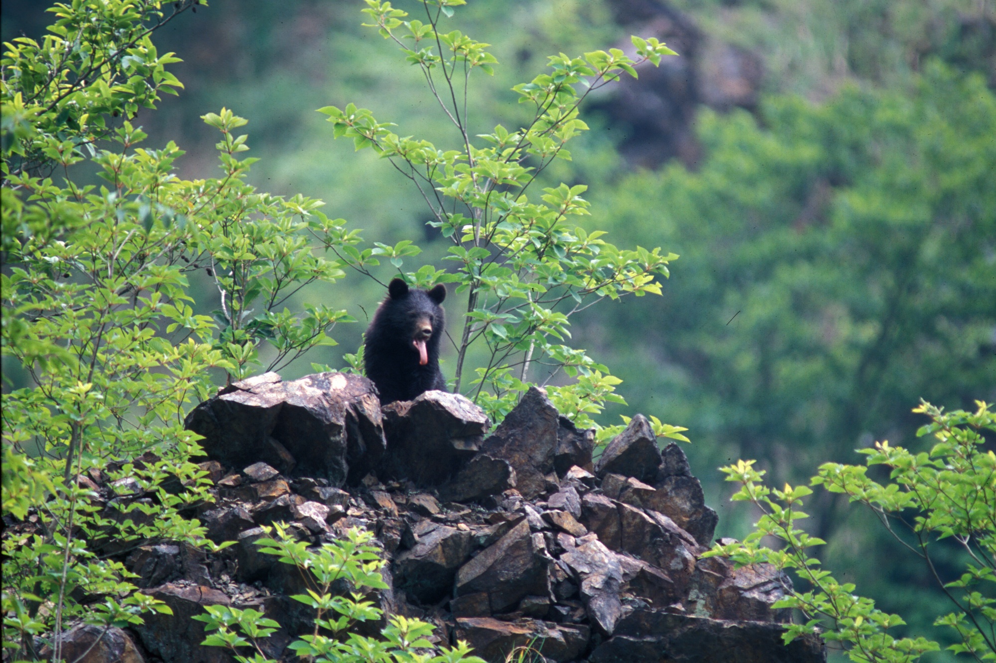 Bear attacks in Japan are at a record high. Climate change and an aging  population are making the problem worse