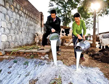 Without buyers, dairy farmers must dump their unsold milk 