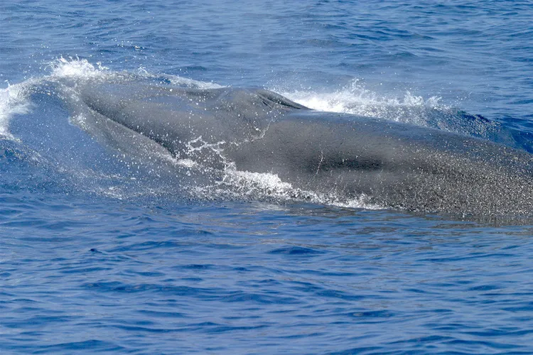 Rice’s Whale