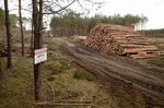 Pine trees cleared during groundwork&nbsp;for Tesla Inc.’s&nbsp;Gruenheide factory, on Feb. 17.