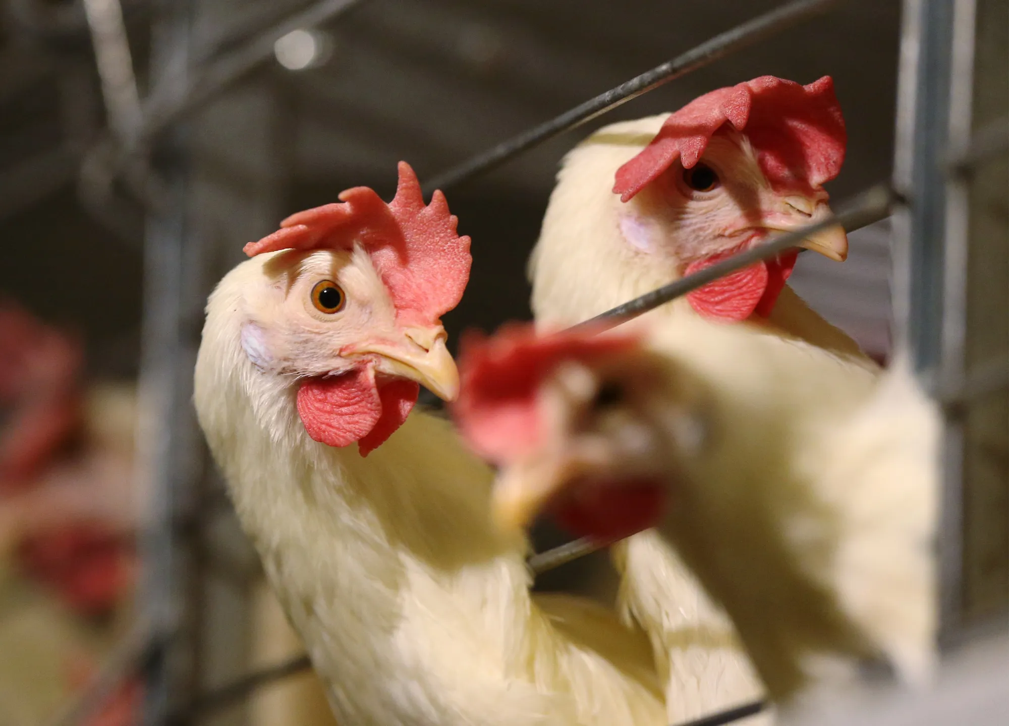 Operations At An Egg Farm As Poultry Farmers Adjust To Trade Agreements 