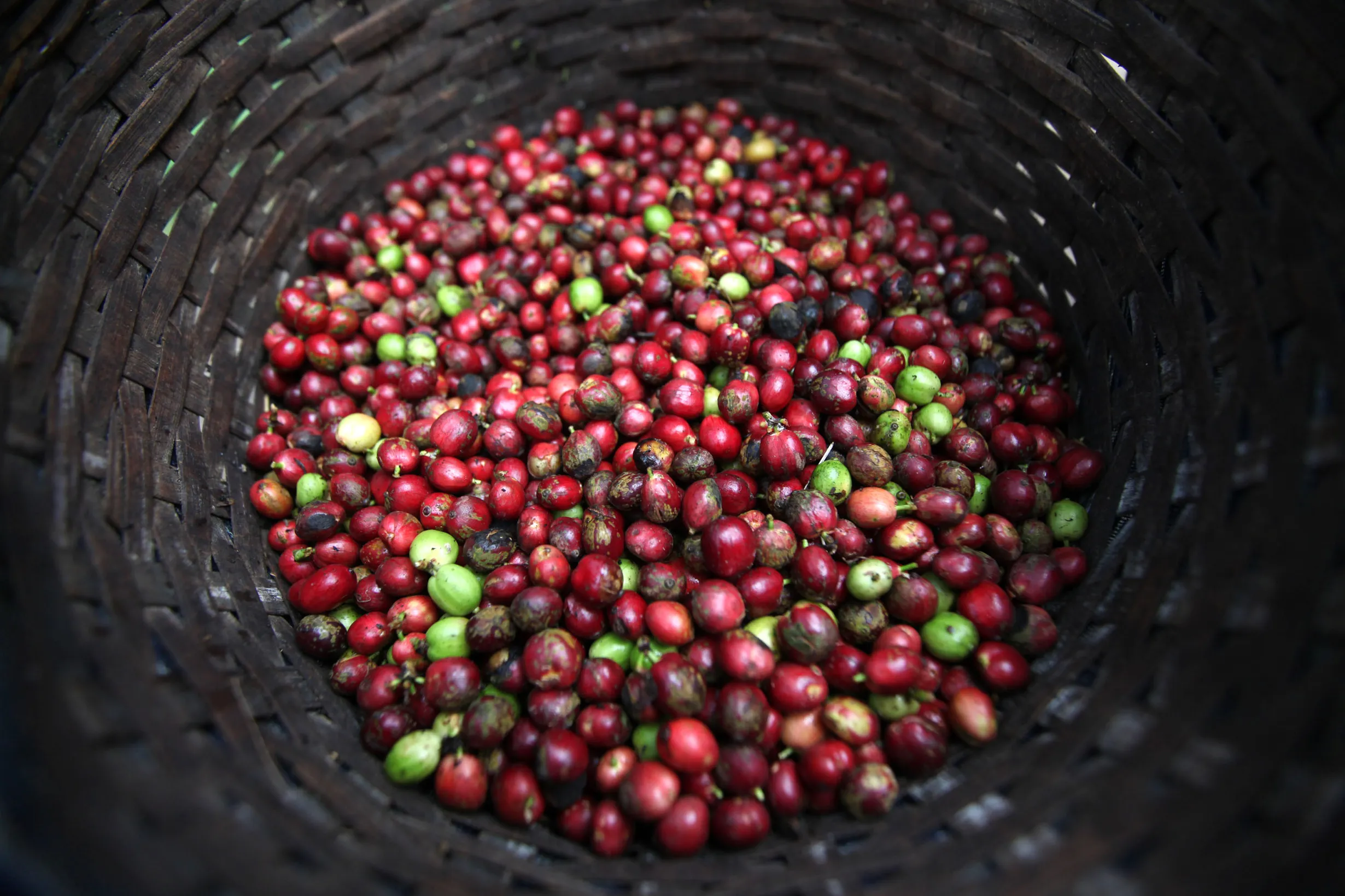 Indonesian Coffee Harvesting & Processing