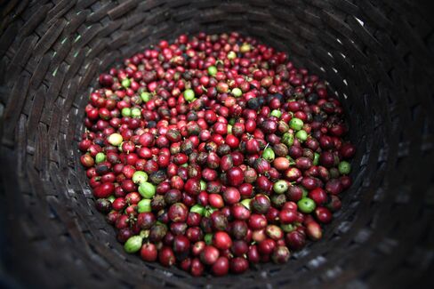 Indonesian Coffee Harvesting & Processing