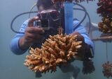 To Combat Coral Bleaching, Kenya Turns to Reef Nurseries